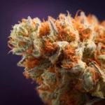 Close-up of Truffle Burger strain cannabis flower with vibrant colors and crystal trichomes